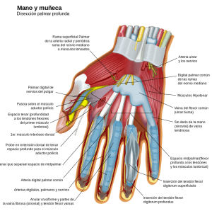 770px-Wrist_and_hand_deeper_palmar_dissection-es.svg